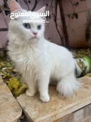  1 قطة للبيع رام الله