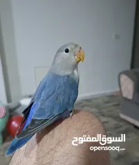  2 روز اليـــف جــــدا 100%