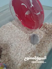  6 cute hamster