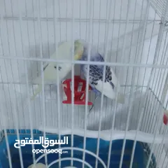  6 التواصل عبر واتس اب ببغاء كوكتيل  حجم كبير وعصافير حب مفتل و البينو وعادي عادي احجام كبيره