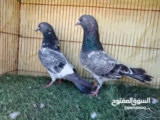  2 حمام بكستاني للبيع.