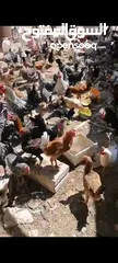  11 مزرعه للبيع....بيع مستعجل...ماشالله