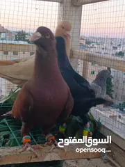  4 تشكيلة حمام مع جوز انجليزيات صفر نخب