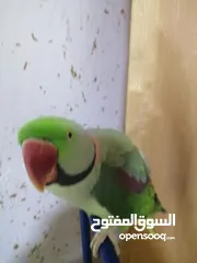  2 فحل كاسندرا طوق كامل أليف 100%