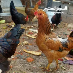  1 اربع جاجات بلدي