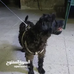  6 كلب بودل  100دينار