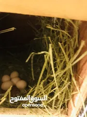  4 African love bird breeding pair egg