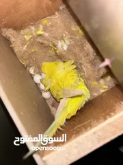  6 عصافير حب هوجو رومو