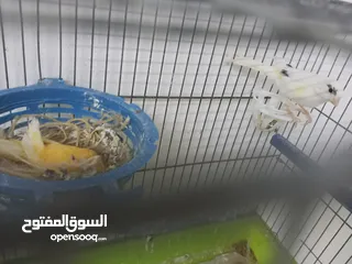  1 مطلوب اي جوز من اي نوع من اي انواع الطيور