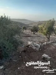  3 ارض زيتون للبيع في خلة ابو سليمان