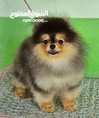  11 Pomeranian Merial, distinctive colors, extraordinary levels