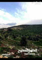  5 قطعة أرض مميزة في عجلون مطلة على جبال فلسطين مفروزة بقوشان مستقل من المالك مباشرة
