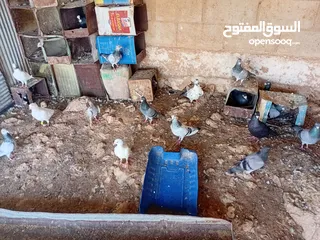  5 متاح سبع جواز زواجل ومراسليات