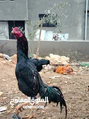  10 متاح بيض باكستاني خط اول..