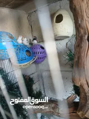  5 كنار ليبيع