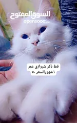  1 قط شيرازي صغير