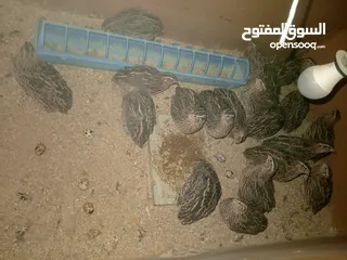  1 فرض طيور سمان