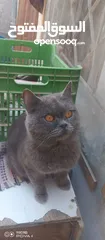  6 للبيع سعر مناسب
