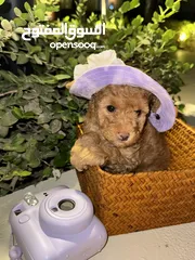  6 Toy Poodle PREMIUM puppies in Dubai