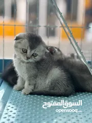  3 سكتش فولد وسكتش ستريت