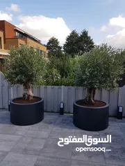  19 قواوير فايبر جلاس بشكل عصري أنيق #قواوير فايبر جلاس  #نباتات زينة ومثمر داخلي وخارجي  #إشراف مهندسين