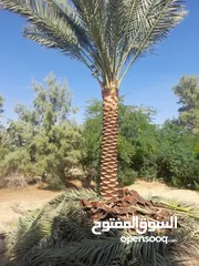  12 Date Palm Trees
