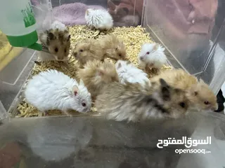  1 Hamsters up for sale