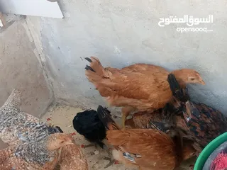  2 فراخ دجاج عدد 13 للبيع