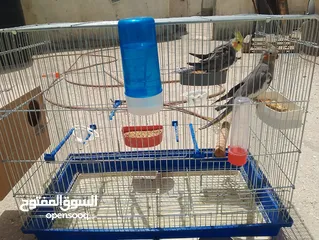  1 جوز كوكتيل شغال