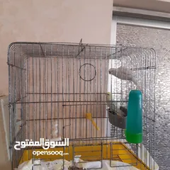  2 طيور حب للبيع سعر الجوز 15دينار مع قفص والمعالفه وبياضاه . طيور حب انجليزي