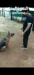  15 Basic dog training program
