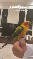 1 صن كنيور للبيع