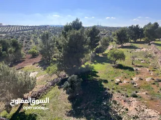  13 فرصة العمر مزرعة زيتون راقية  طريق اربد عمان كافه الخدمات 17 دونم و نص منتجه