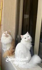  2 قطط للتبني adoption