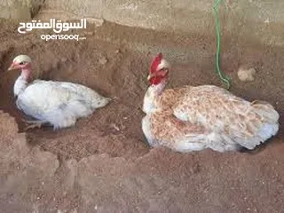  1 مطلوب ديج ودجاجه أبو ركيبه