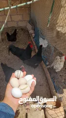  9 بيض مخصب دجاج  الاسترالوب  والبريس