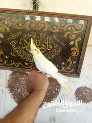  8 طيور للبيع