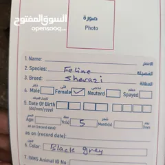  6 قطة شيرازية