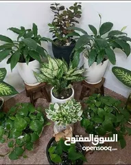  26 تنسيق الحدائق جميع مناطق الكويت