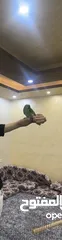  4 ببغاء امازون بلوفرونتد