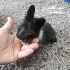  12 أرانب نوع تيدي بير وليون هيد