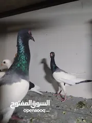  3 جواز يهودي نخب شغالات جاهزات للبيض مع فراخهن كوم كاما ماخذ جميع المطاعيم ومعقمات من الحشرات