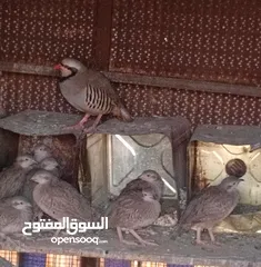  1 متاح في السلط