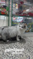  3 قطه شيرازي للبيع