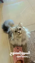  5 Healthy persian cat 6 months old