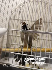  1 بلبل عراقي