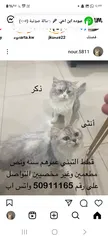 2 قطط للتبني  حنونه ولعوبه  متعلمه على الليتر بوكس تاكل وايد فود ودراي فود
