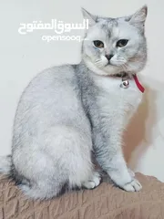  3 سكوتش ميكس بريتش