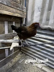  9 دجاج عرب مال بيت للبيع.