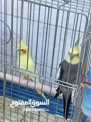  1 جوز كوكتيل تحتو ثلاث فراخ